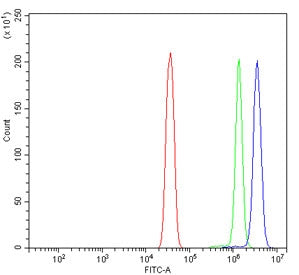 DDX6 Antibody
