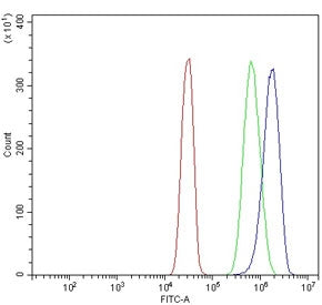 SEC23B Antibody