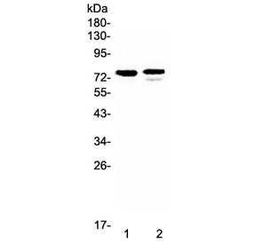 FZD3 Antibody / Frizzled 3