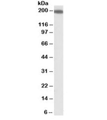 IQGAP1 Antibody