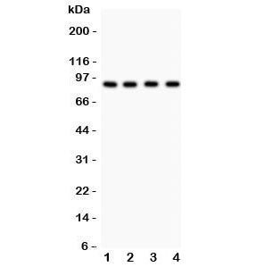 Furin Antibody