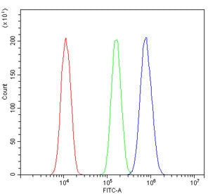 RGMB Antibody / Repulsive Guidance Molecule B