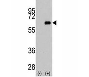 c-Myc Antibody