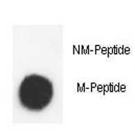 Histone H3.3 Antibody (H3F3A)