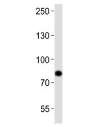 Western blot analysis of lysate from Ramos cell line using SYK antibody at 1:1000. Predicted molecul