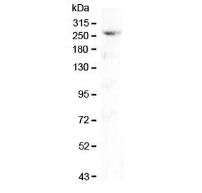 CAD Protein Antibody