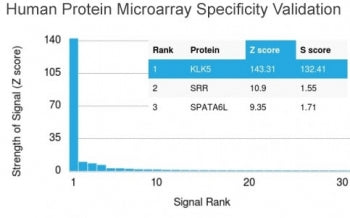 Kallikrein 5 Antibody / KLK5