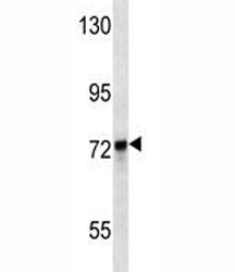 KEAP1 Antibody