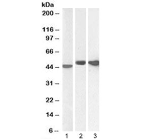 GFAP Antibody