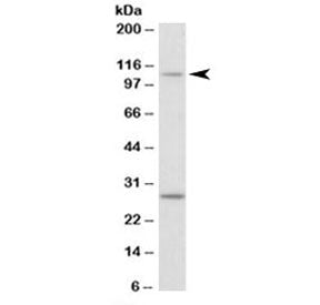 Myo1H Antibody