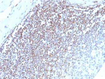 IHC staining of FFPE human spleen tissue with E2F4 antibody (clone E2F4/8984R). HIER: boil tissue se
