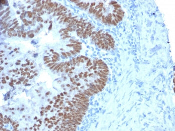 CDX2 Antibody