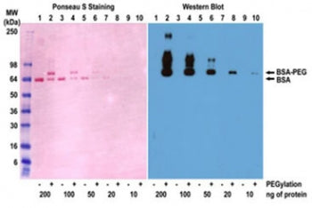 PEG Antibody / Polyethylene Glycol