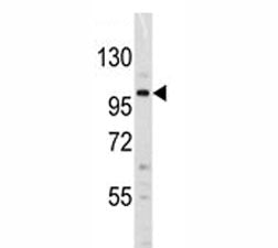 Dnmt3a Antibody