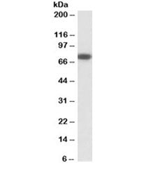 Western blot testing of human heart lysate with NGFR antibody at 0.3ug/ml. Predicted molecular weigh