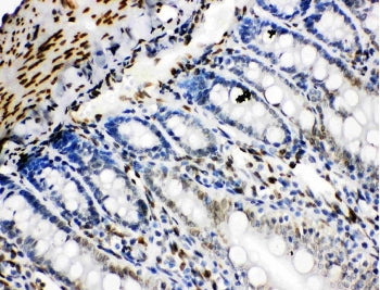 Lamin B2 Antibody