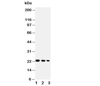 BAFF Antibody