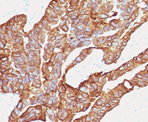 EpCAM Antibody / Extracellular domain
