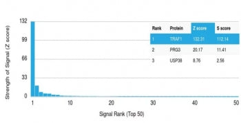 TRAF1 Antibody / TNFR-Associated Factor 1