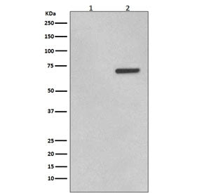 Phospho-ATF2 Antibody (pT71)