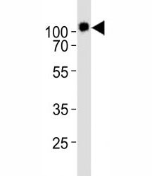 CD34 Antibody