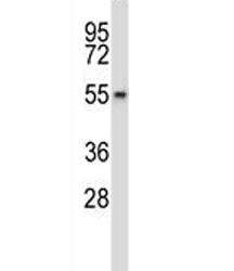 Wee2 Antibody