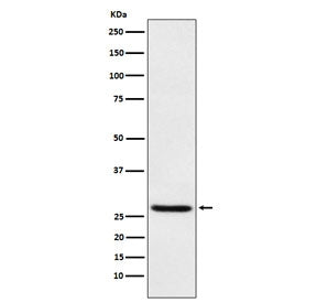 EIF4E Antibody