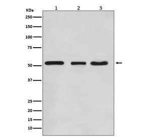 Western blot testing of 1) human HeLa, 2) mouse NIH3T3 and 3) rat C6 cell lysate with KLF4 antibody.