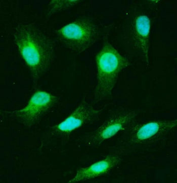 Immunofluorescent staining of FFPE human A549 cells with USP25 antibody (green) and DAPI nuclear sta