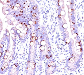 Formalin/paraffin normal human intestine stained with MUC2 antibody (CCP58).