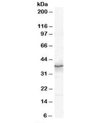 Western blot testing of mouse brain lysate with QKI antibody at 0.3ug/ml. Predicted/observed molecul