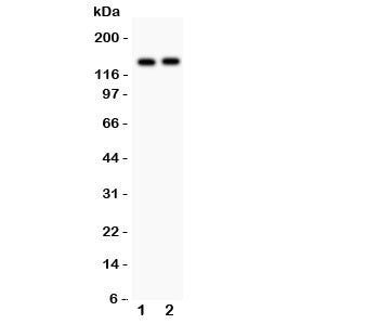 PER2 Antibody