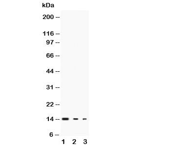 IL-3 Antibody