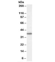 Western blot testing of human liver lysate with BPNT1 antibody at 1ug/ml. Predicted molecular weight