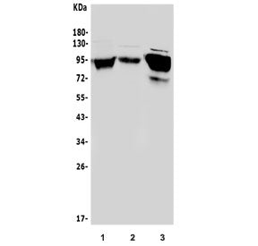 ICAM1 Antibody