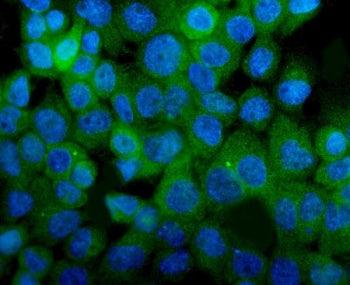 Integrin alpha 8 Antibody / ITGA8