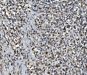 CDC27 Antibody