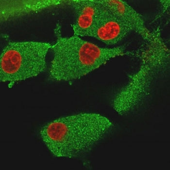 Vinculin Antibody