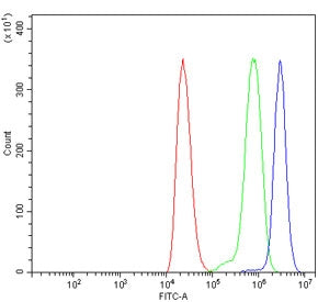 Flow cytometry testing of human ThP-1 cells with CLASP2 antibody at 1ug/million cells (blocked with 