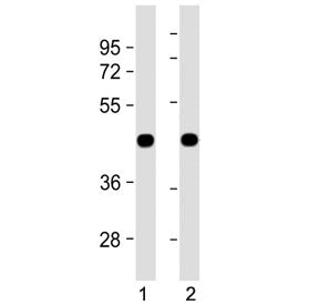 Western blot testing of 1) zebrafish lysate and 2) ZF4 cell lysate with zebrafish beta actin antibod