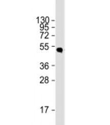 HSV tag Antibody