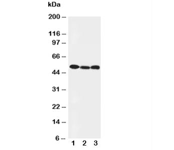 Western blot testing of Beclin 1 antibody and Lane 1: HeLa; 2: SW620; 3: PANC cell lysate. Predicted