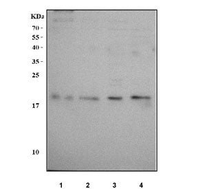 NME6 Antibody / Nucleoside diphosphate kinase 6