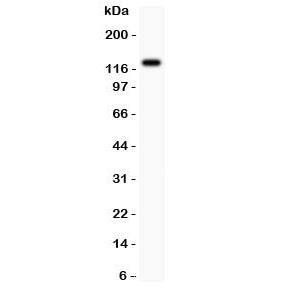 TIE2 Antibody