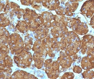 TOP1MT Antibody / Topoisomerase I mitochondrial