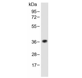 TAS2R5 Antibody