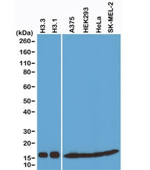 Histone H3 Antibody (Pan)