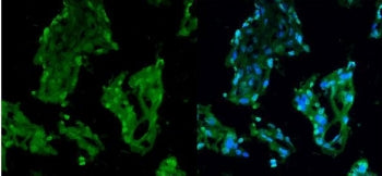 RCC1 Antibody / Regulator of Chromosome Condensation