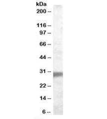 EGLN3 Antibody