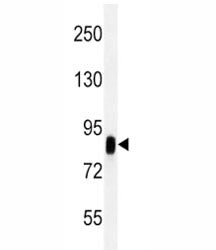 CD44 Antibody